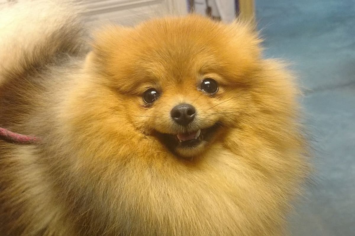 Pomeranian Puppy breeder image 1