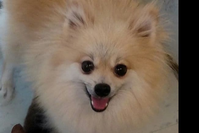 Pomeranian Puppy breeder image 2