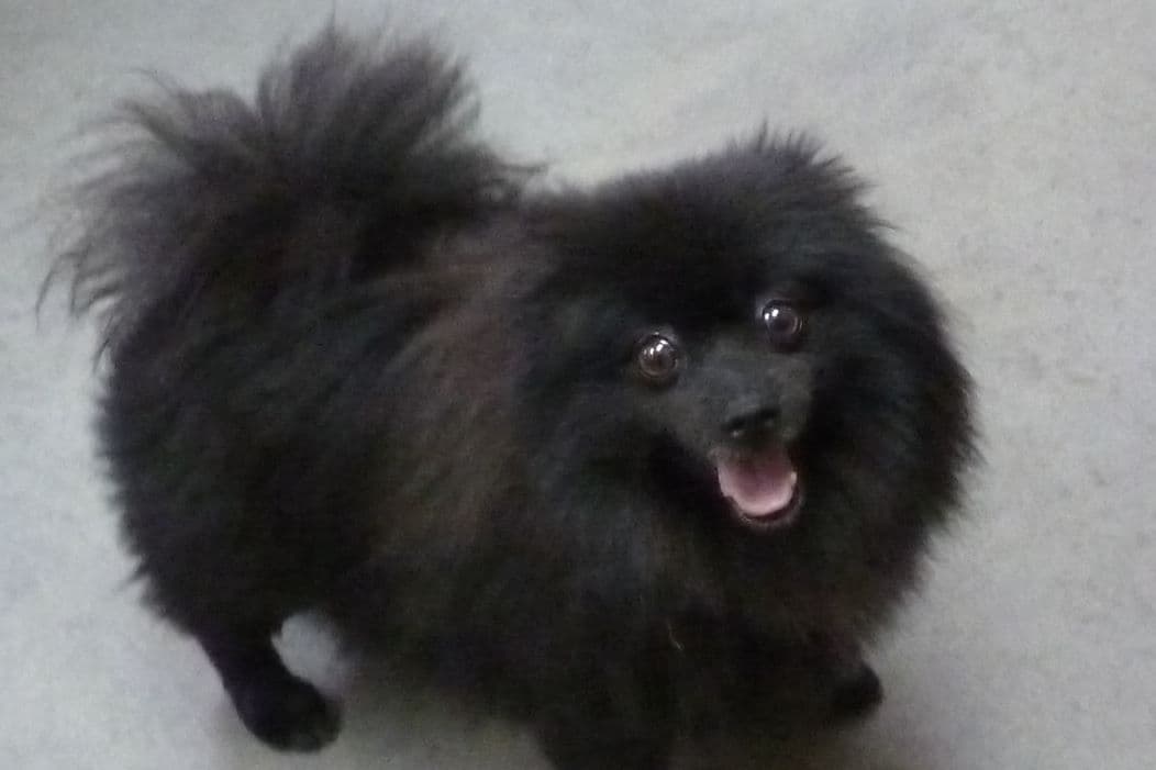 Pomeranian Puppy breeder image 3