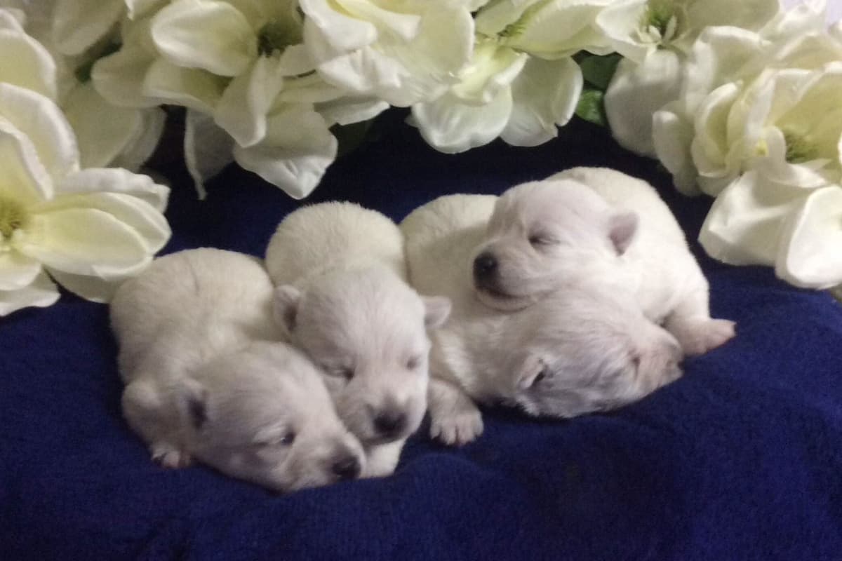 West Highland White Terrier Puppies breeder image 1
