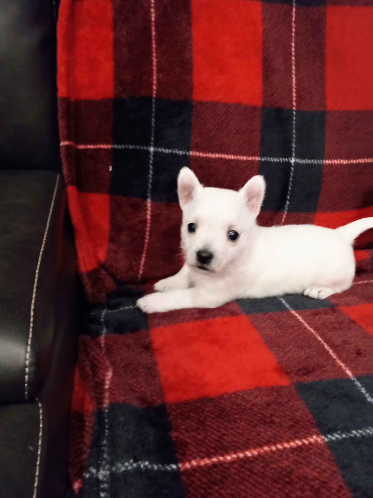 West Highland White Terrier Puppies breeder image 2
