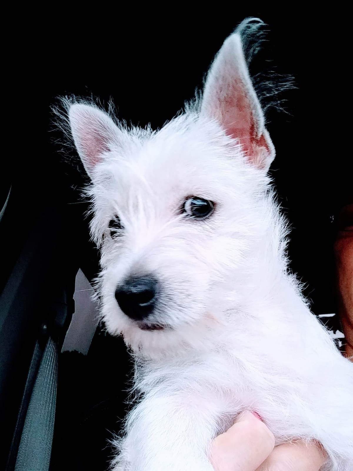 West Highland White Terrier Puppies breeder image 3