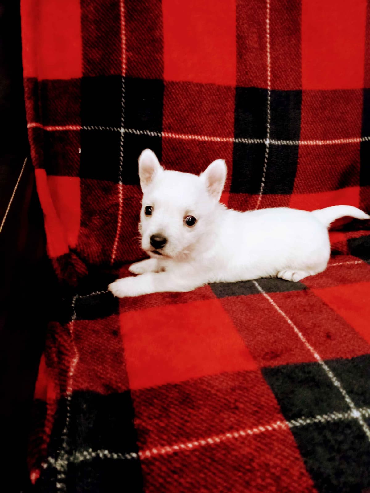 West Highland White Terrier Puppies breeder image 4