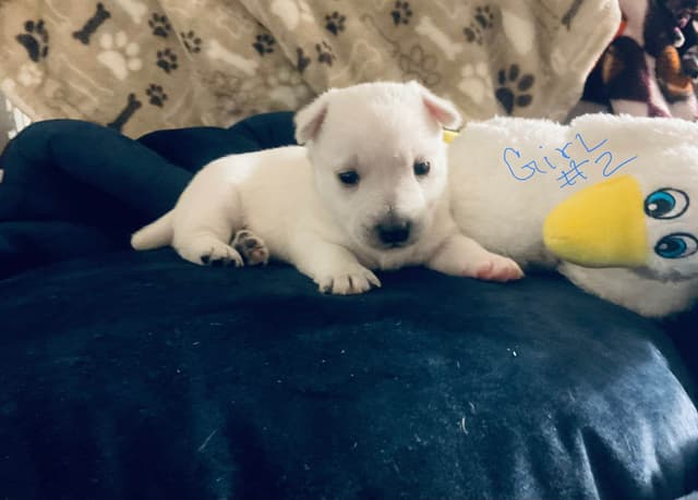 West Highland White Terrier Puppies media 3