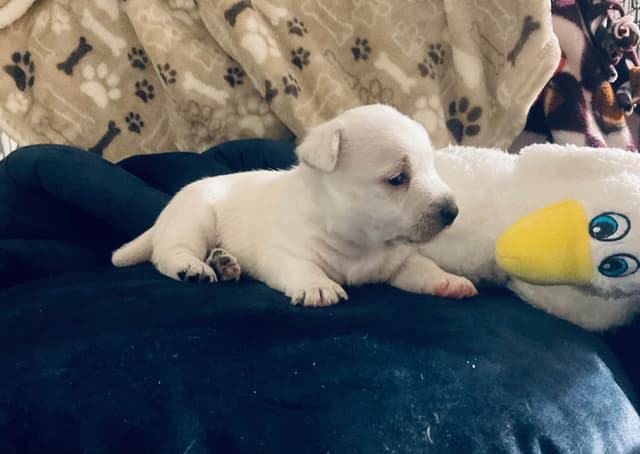 West Highland White Terrier Puppies media 4