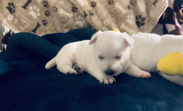 West Highland White Terrier Puppies media 5