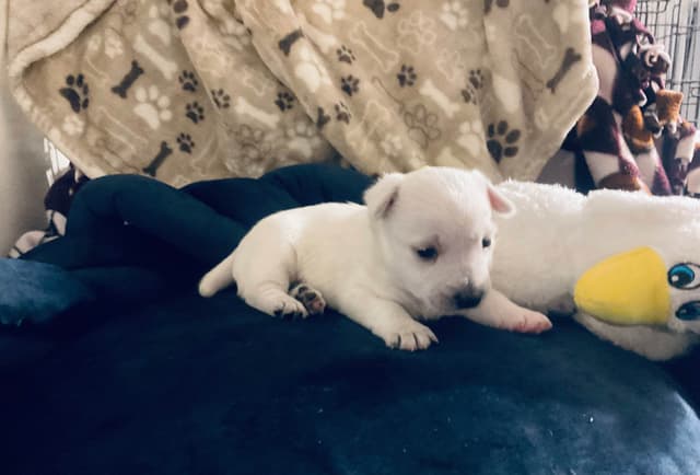 West Highland White Terrier Puppies media 6