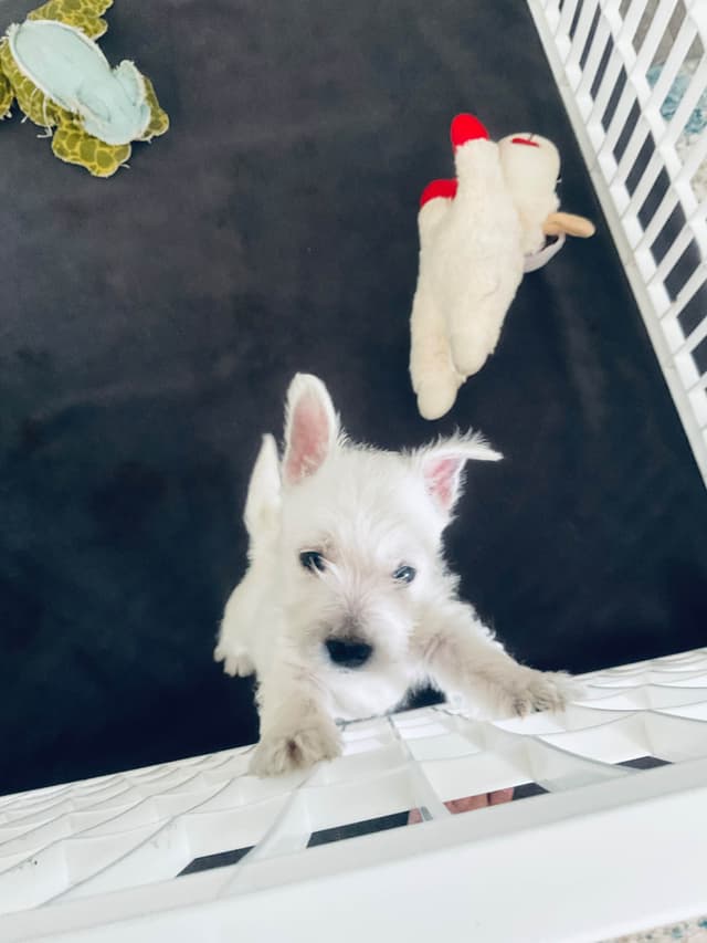 West Highland White Terrier Puppies media 2