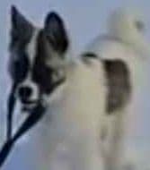 Akita Puppy looking for Forever Family!๐พ breeder image 6