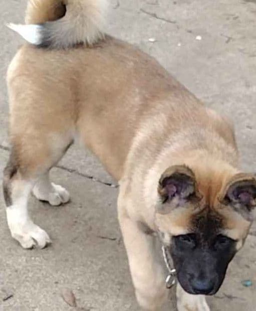 Akita Puppy looking for Forever Family!๐พ breeder image 8