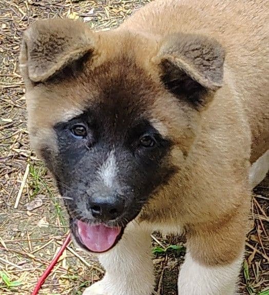 Akita Puppy looking for Forever Family!🐾 media 2
