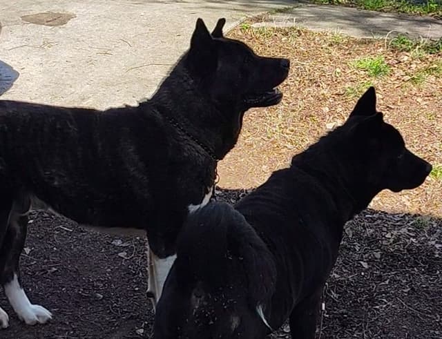 Akita Puppy looking for Forever Family!🐾 media 4