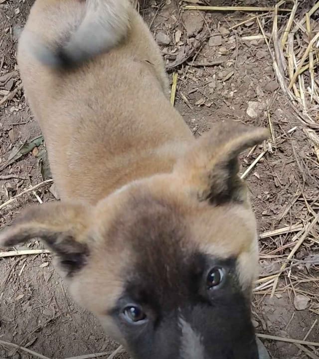 Akita Puppy looking for Forever Family!🐾 media 3