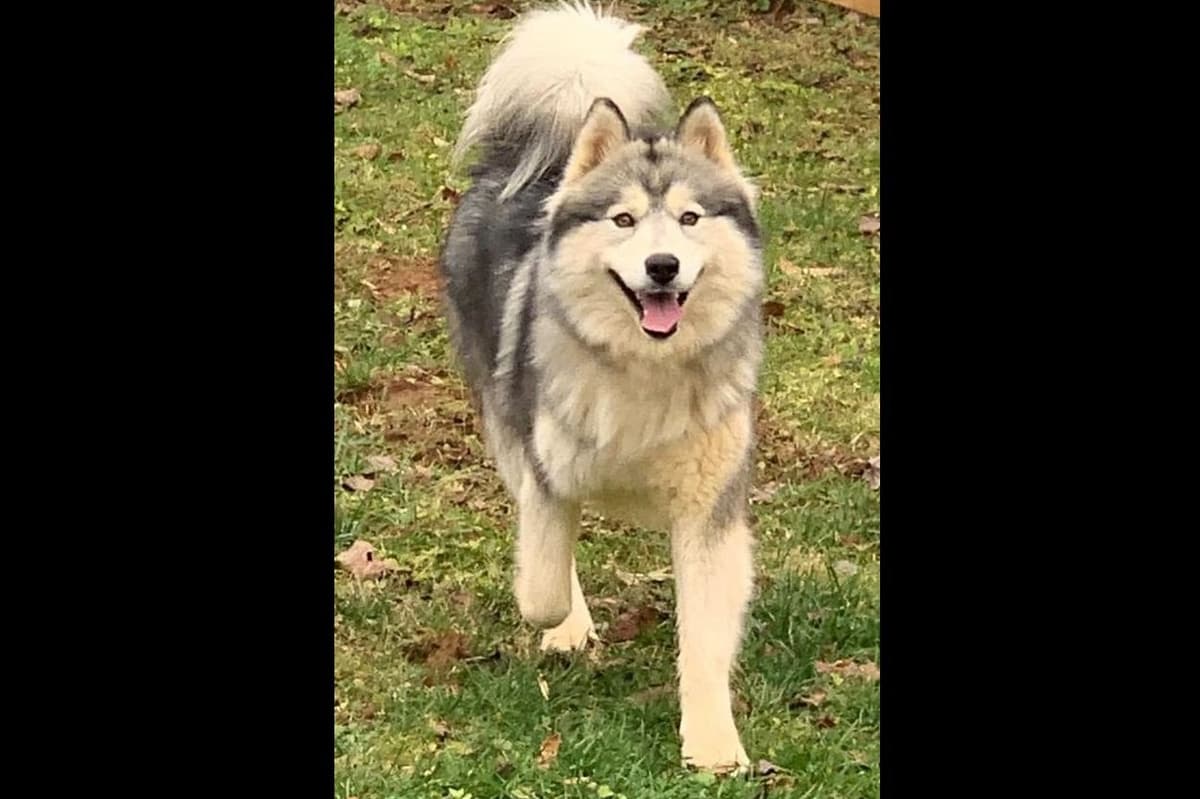 Siberian Husky Puppies breeder image 8