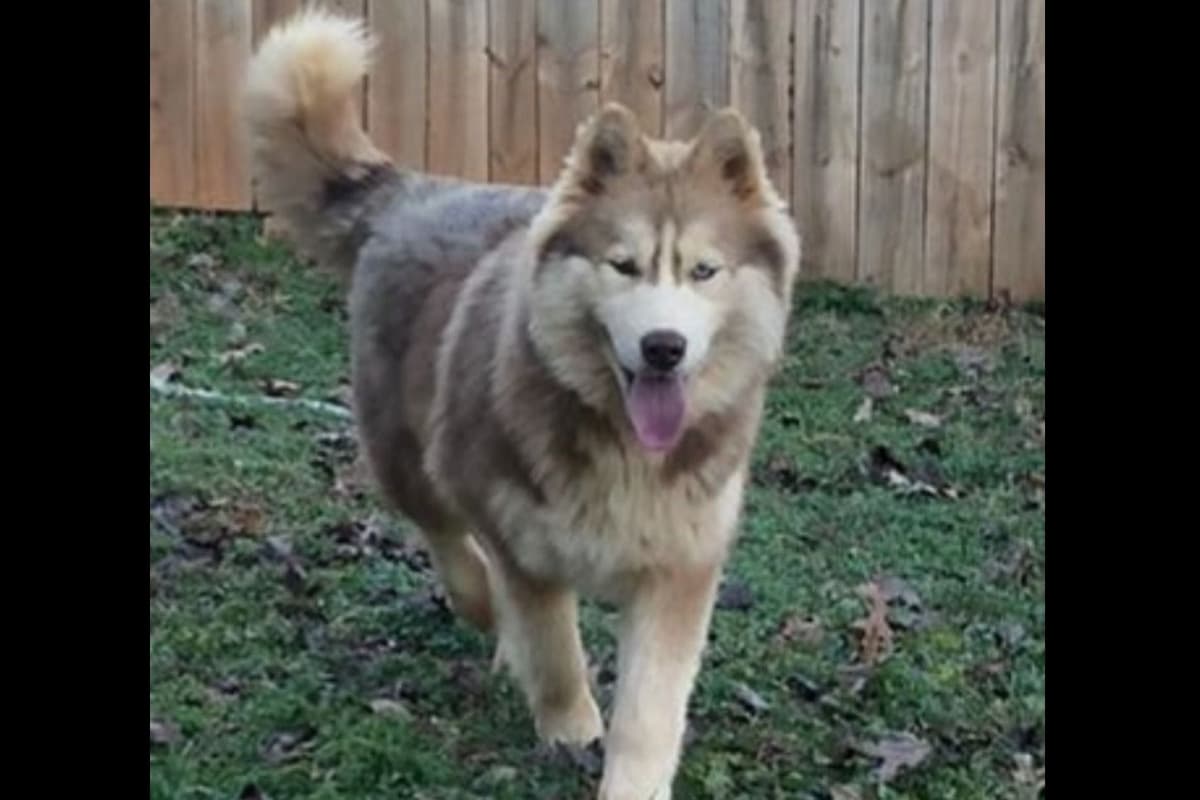 Siberian Husky Puppies breeder image 5