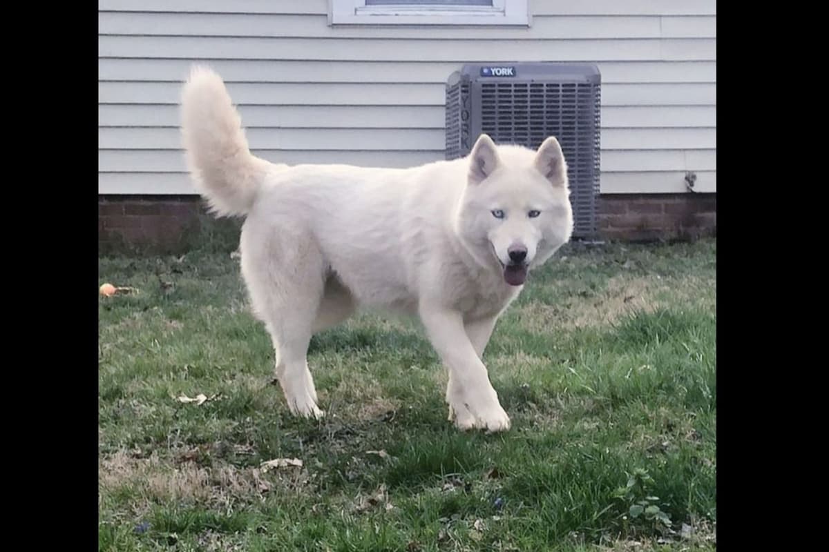 Siberian Husky Puppies breeder image 6