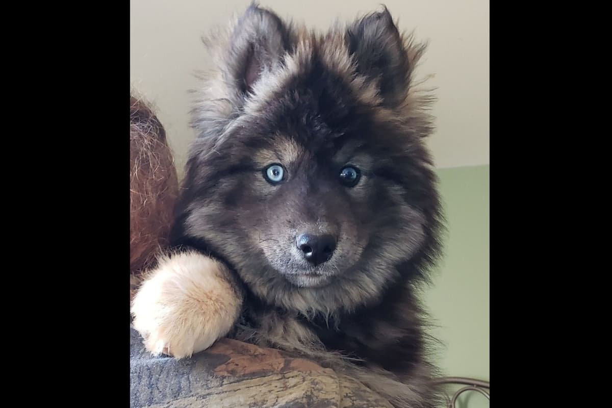 Siberian Husky Puppies breeder image 1