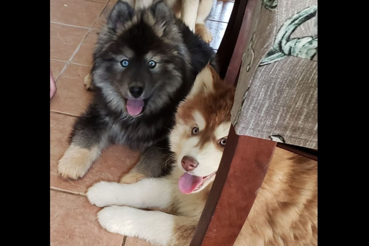 Siberian Husky Puppies breeder image 10
