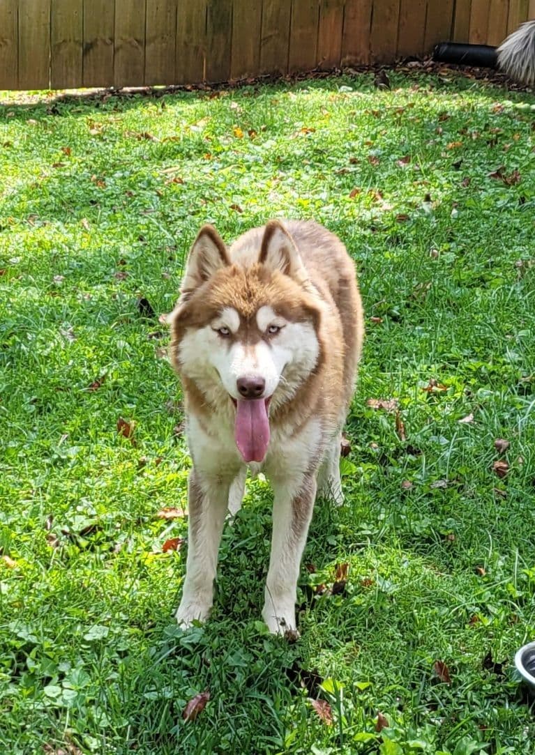 Siberian Husky Puppies breeder image 14