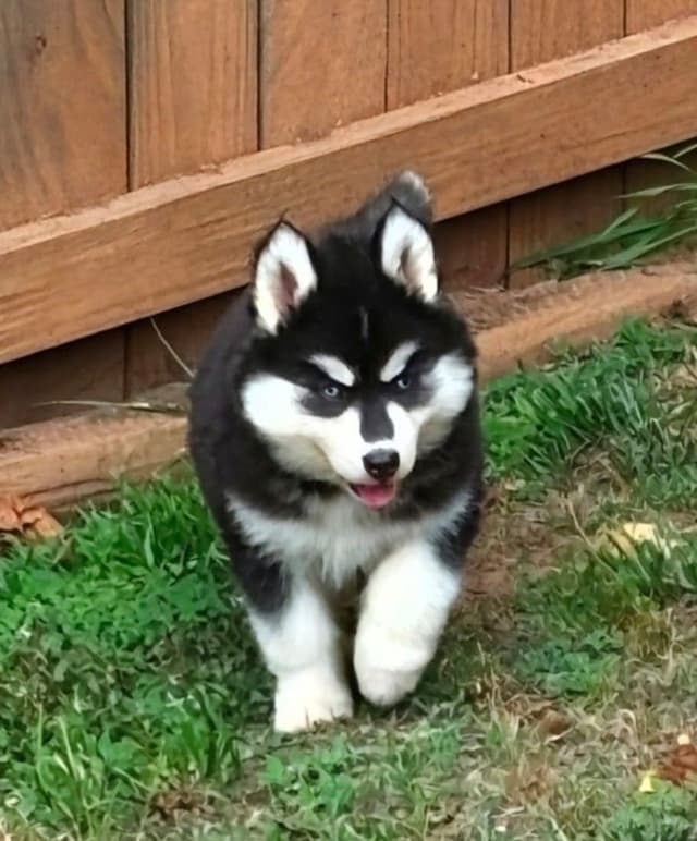 Siberian Husky Puppies media 3