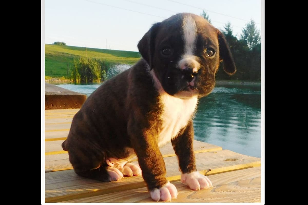 Boxer Puppies breeder image 4