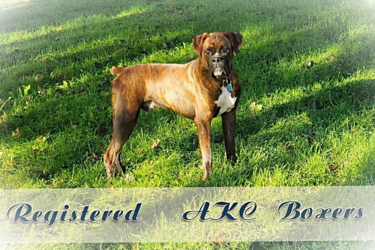 Boxer Puppies breeder image 8