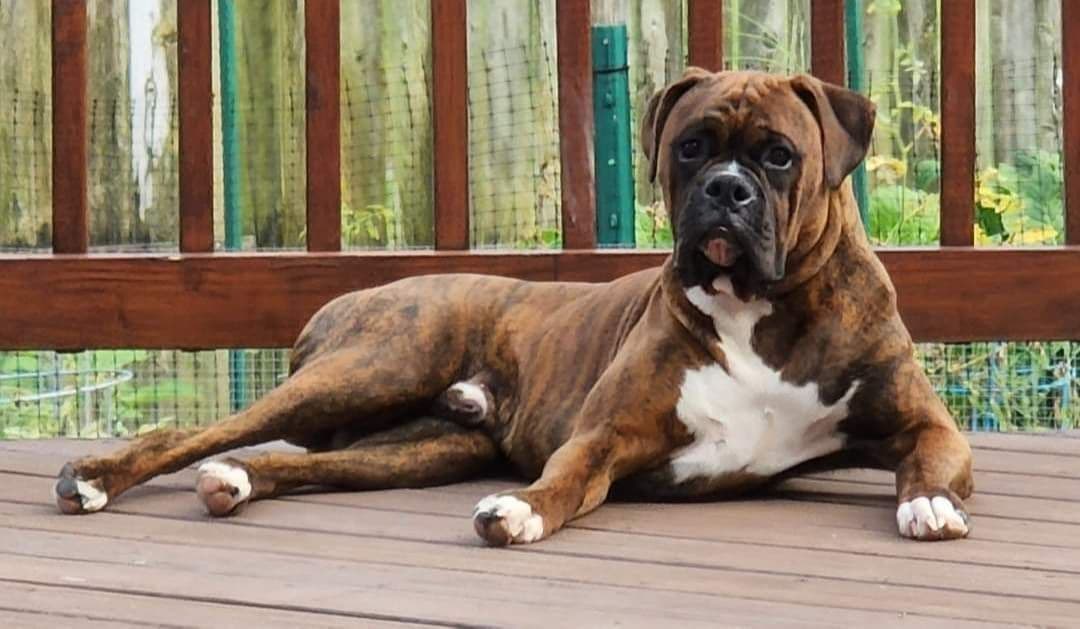 Boxer Puppies breeder image 2