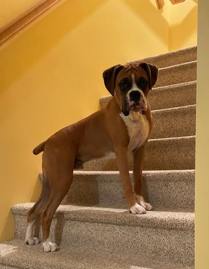 Boxer Puppies breeder image 6