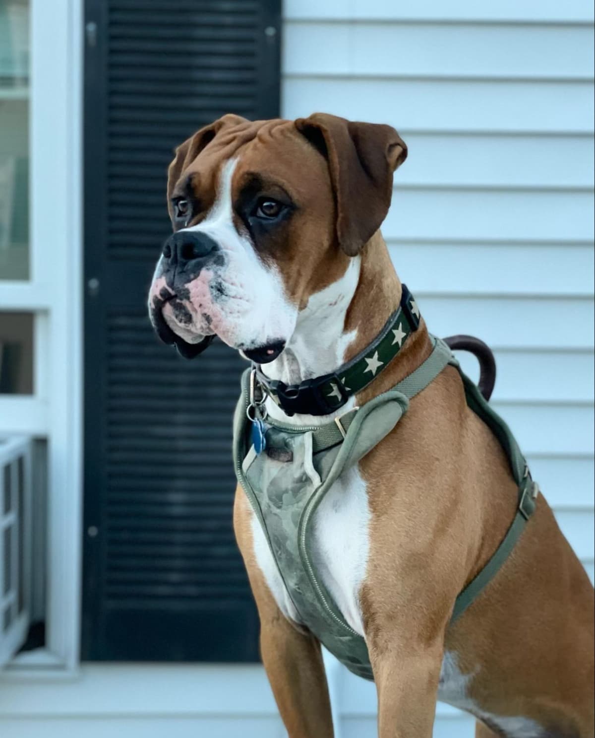 Boxer Puppies breeder image 7