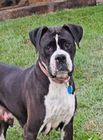 Boxer Puppies media 10