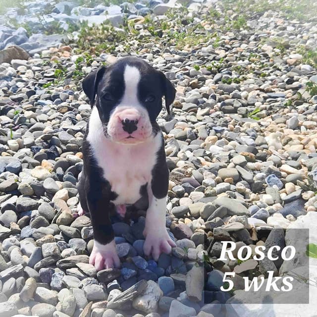 Boxer Puppies media 7