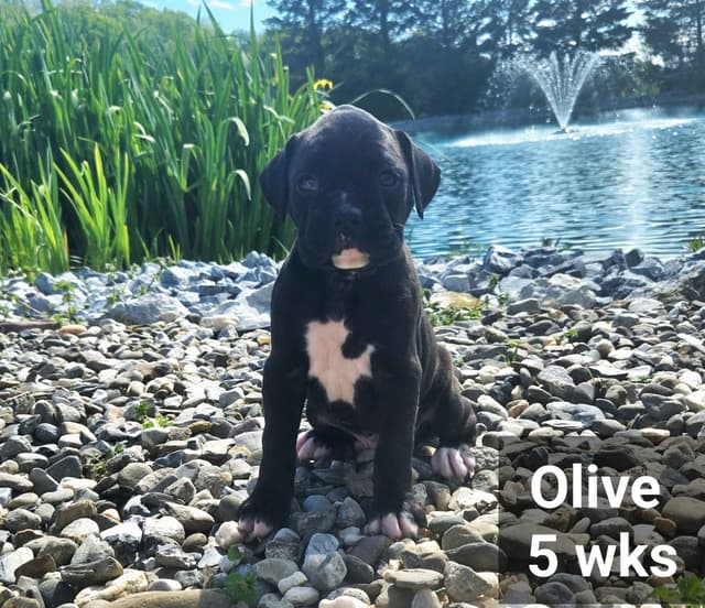 Boxer Puppies media 8