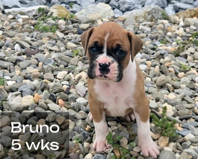 Boxer Puppies media 5