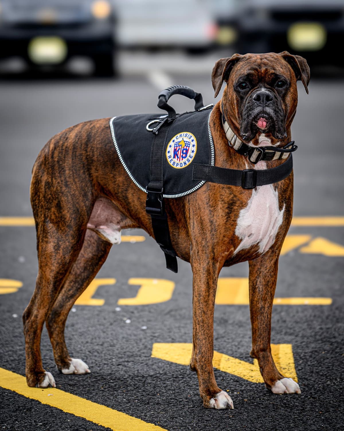 Boxer Puppies breeder image 1