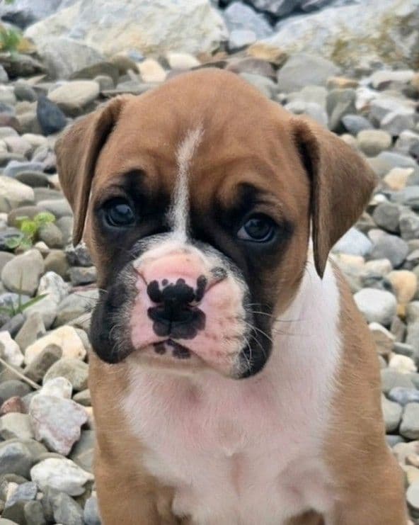 Boxer Puppies media 4