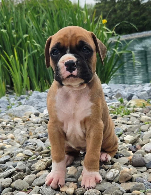 Boxer Puppies media 3