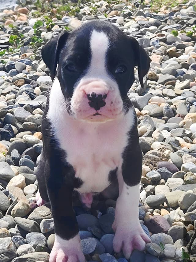 Boxer Puppies media 6