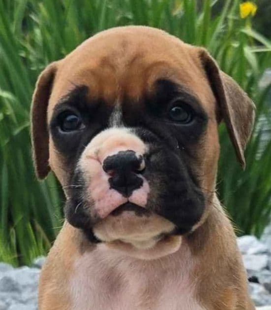 Boxer Puppies media 2
