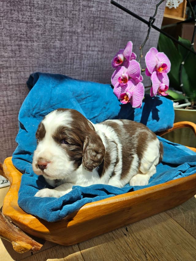 English Springer Spaniel Puppies media 3