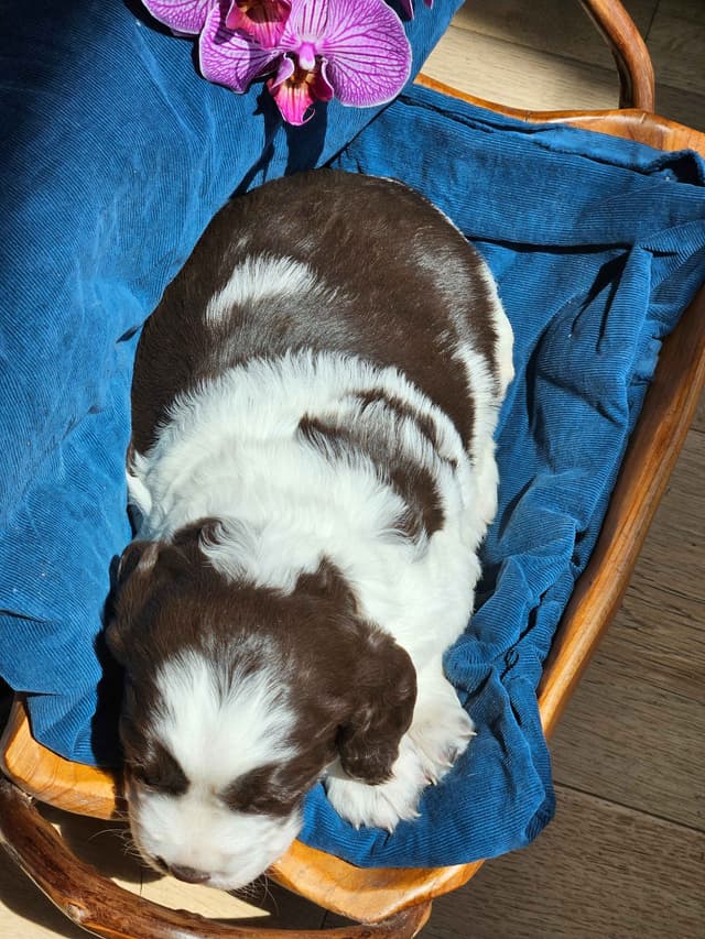 English Springer Spaniel Puppies media 4