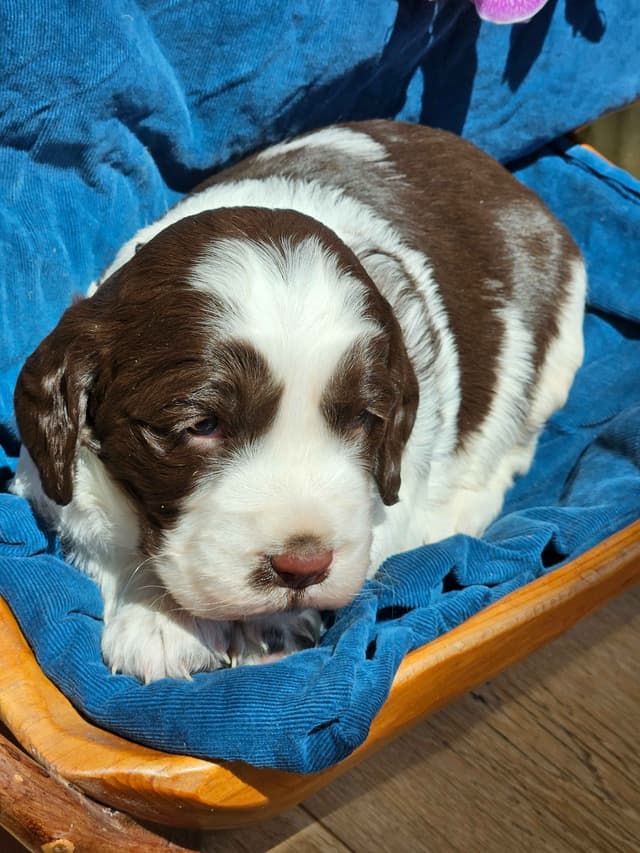 English Springer Spaniel Puppies media 5
