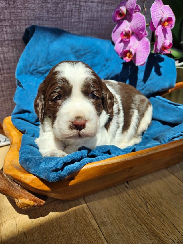 English Springer Spaniel Puppies media 6