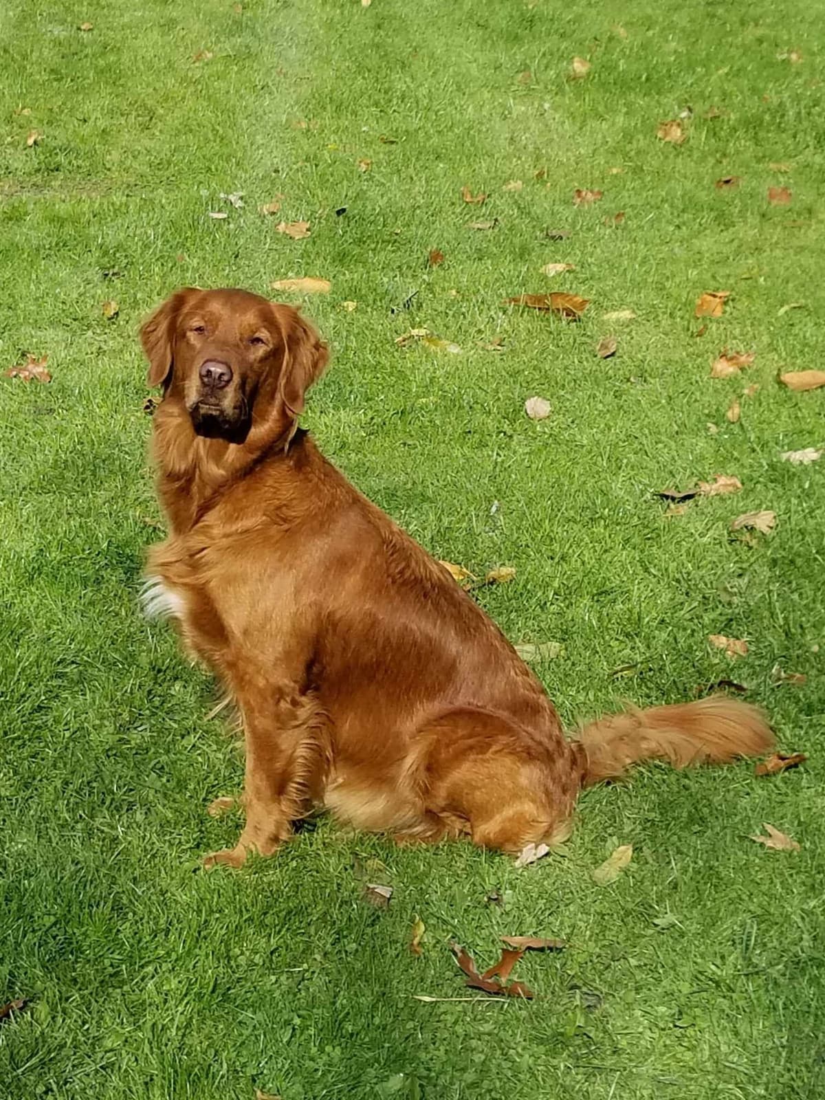Golden Retriever Puppies breeder image 1