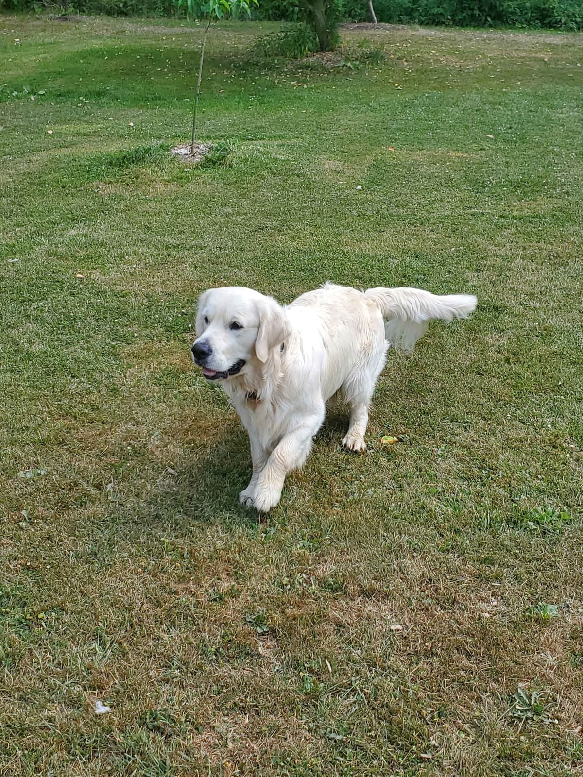 Golden Retriever Puppies breeder image 2