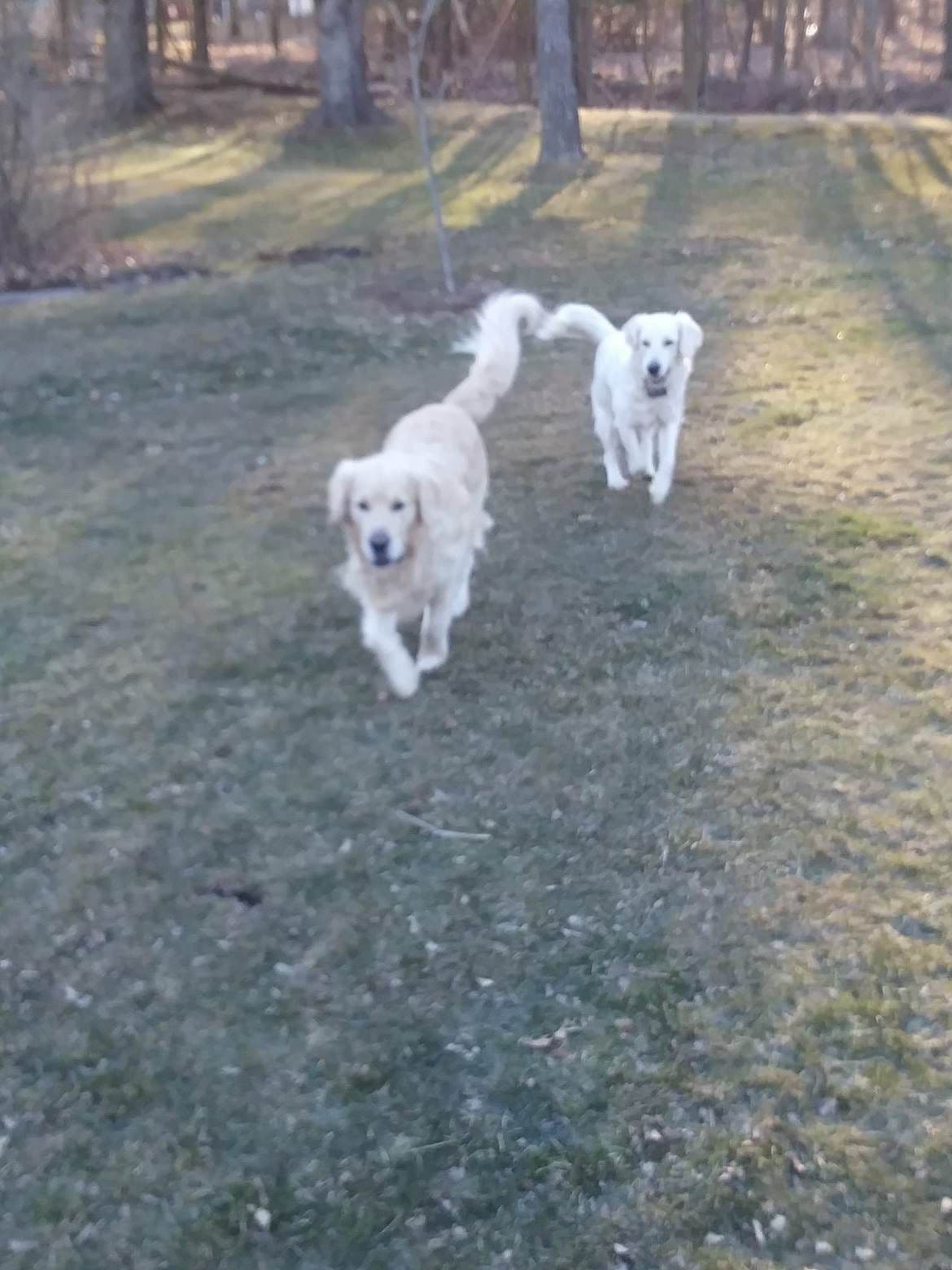 Golden Retriever Puppies breeder image 3