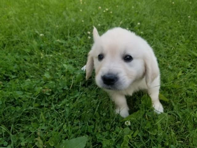 Golden Retriever Puppies media 2