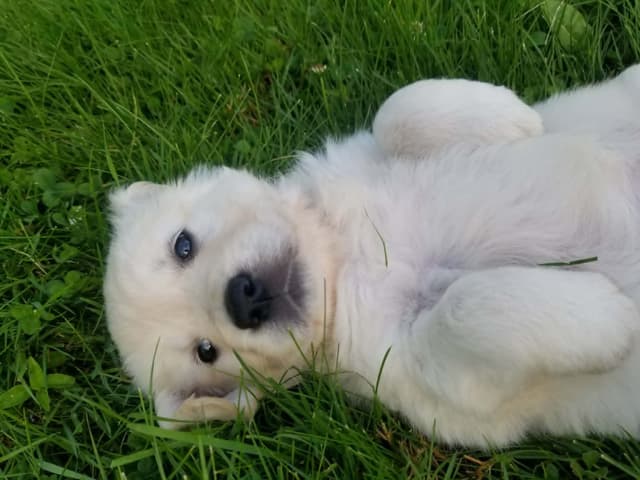Golden Retriever Puppies media 4