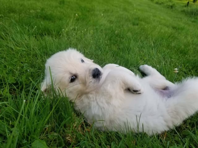 Golden Retriever Puppies media 3