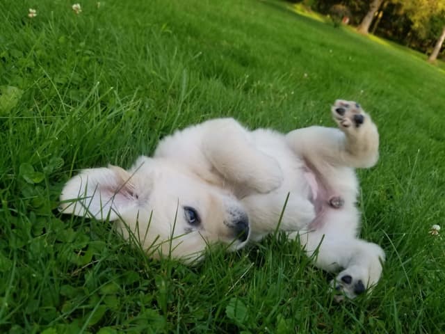 Golden Retriever Puppies media 5