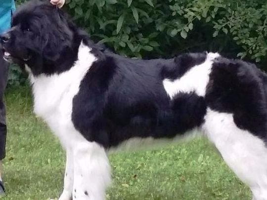 Newfoundland Puppies breeder image 1